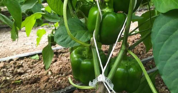 تصویر 3 از فلفل دلمه رنگی صادراتی گلخانه ای مناسب مصارف خانگی و رستورانی